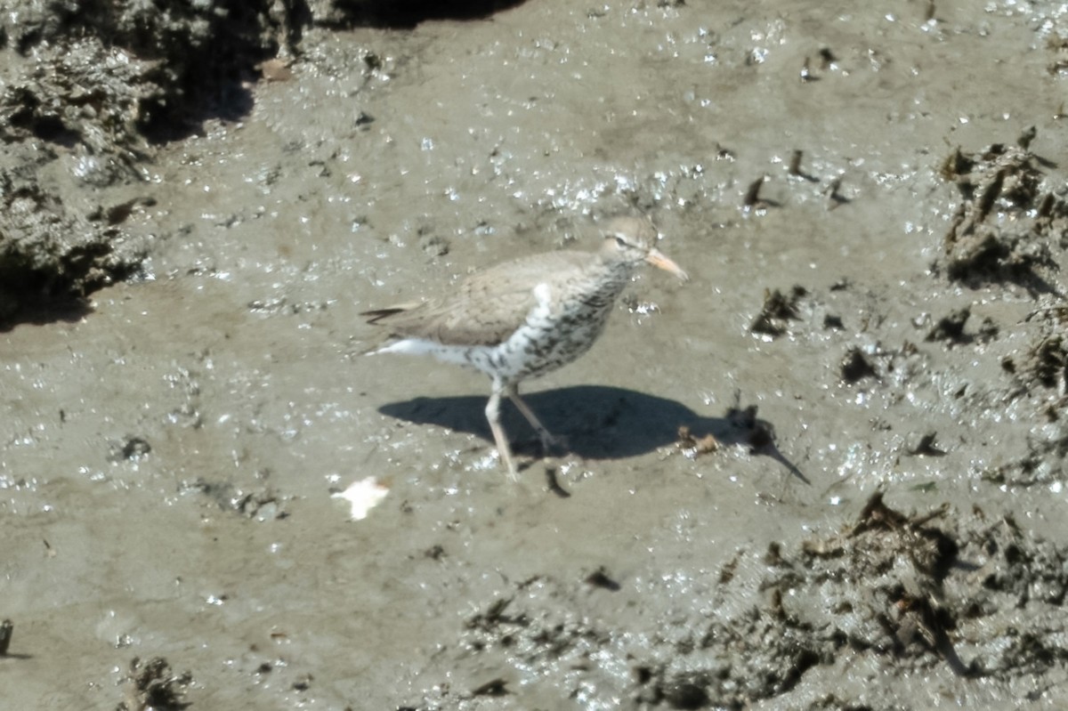 Spotted Sandpiper - ML618417609