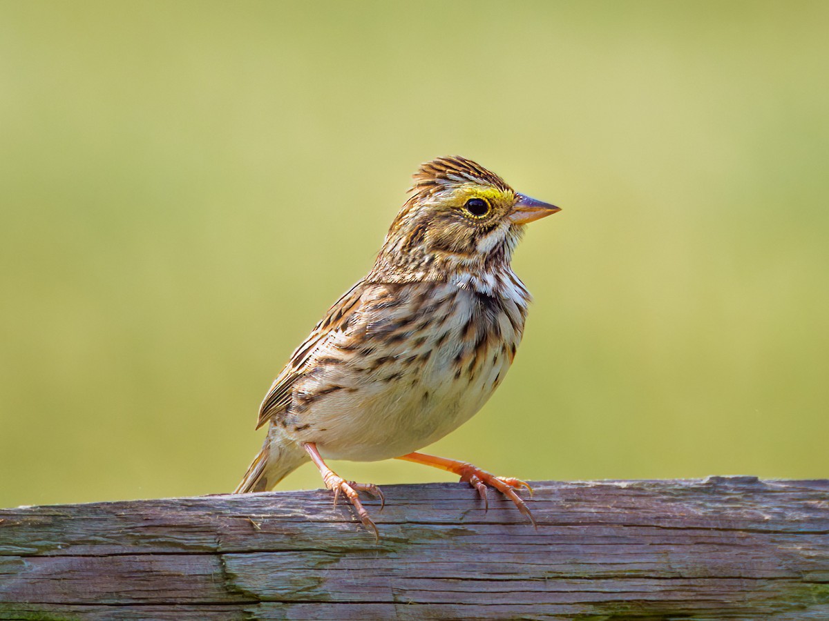 Savannah Sparrow - Robert Stone