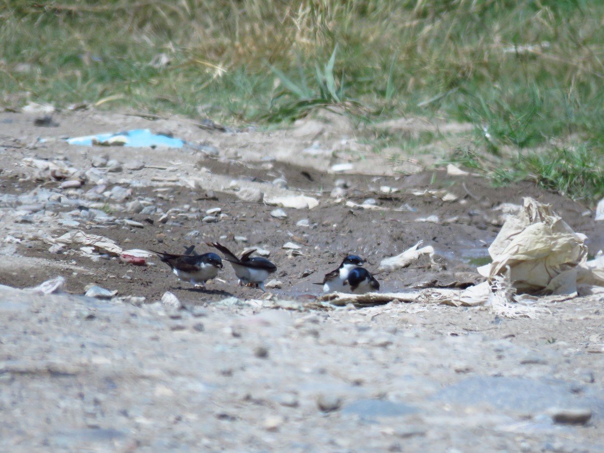 Western House-Martin - Mojtaba Vosough Rouhani