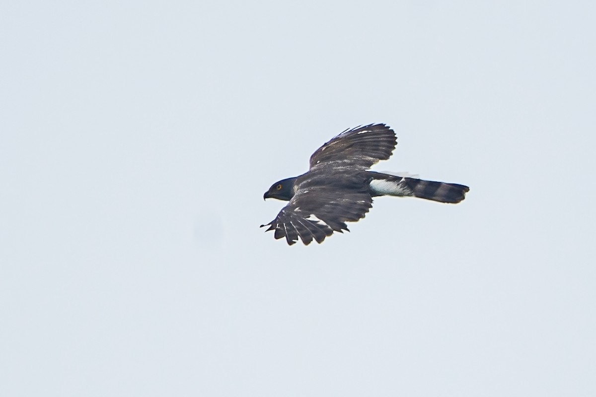 Crested Goshawk - Ngoc Sam Thuong Dang