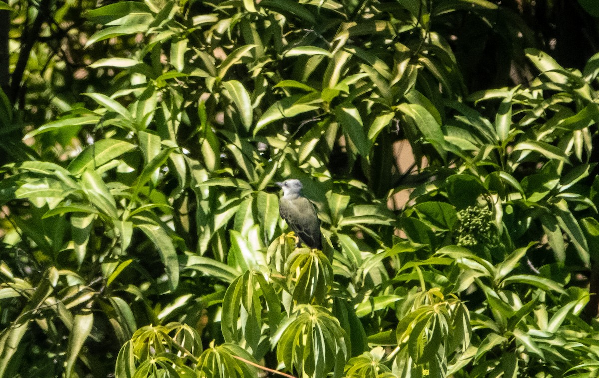 Tropical/Couch's Kingbird - ML618417691