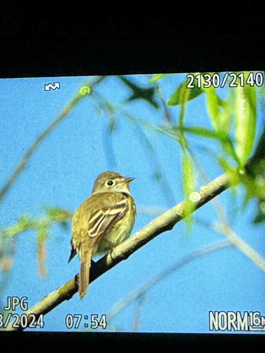 Least Flycatcher - ML618417699