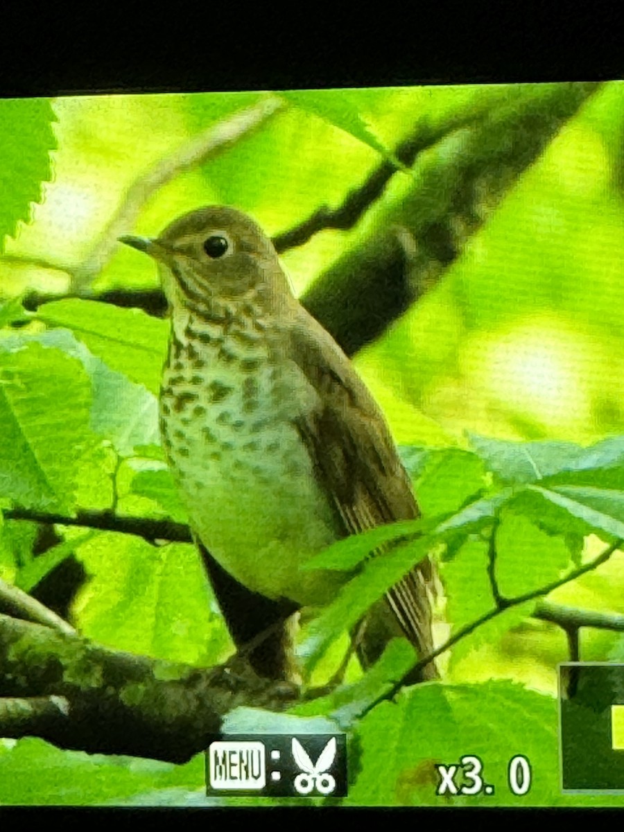 Swainson's Thrush - ML618417705