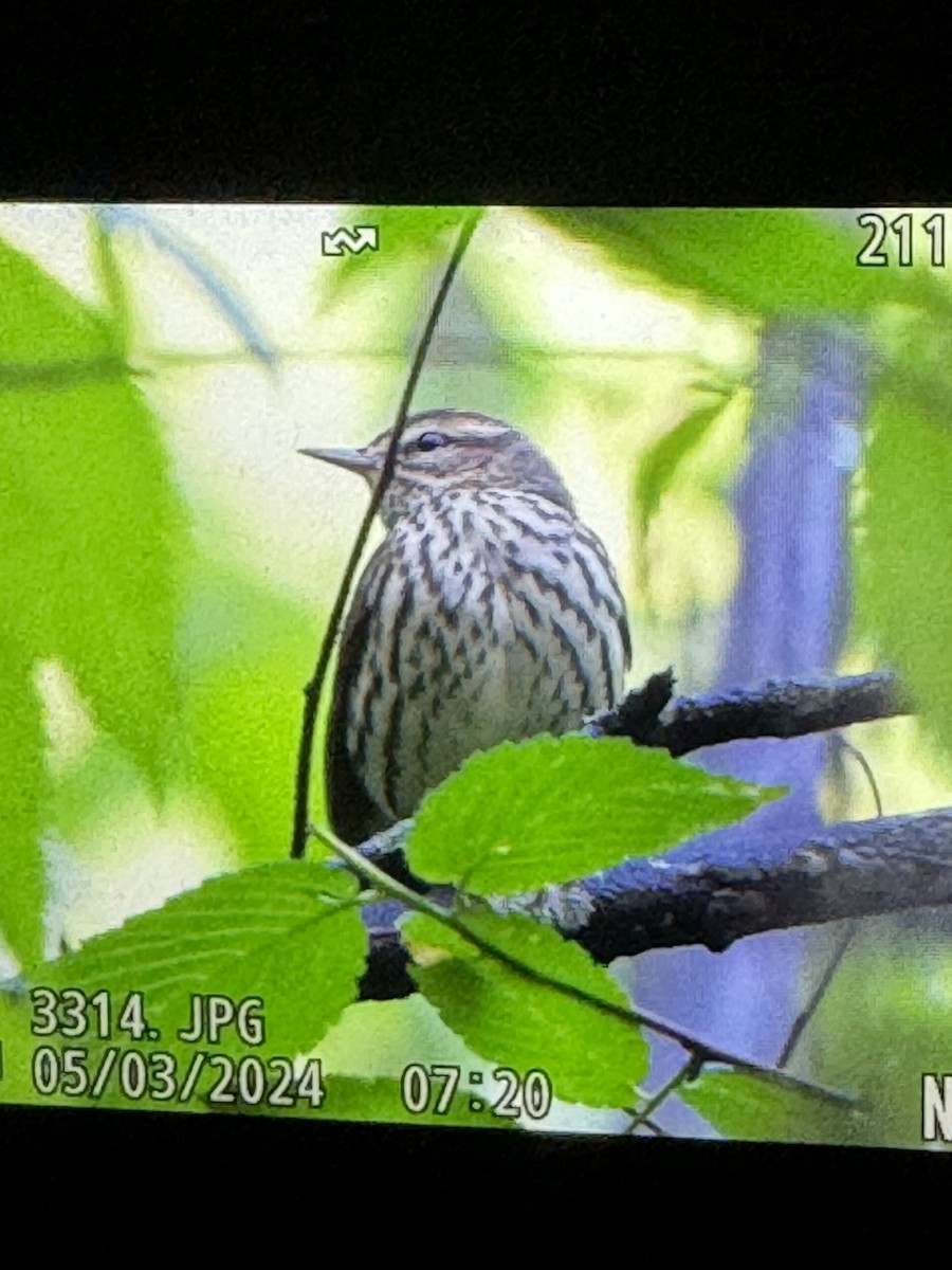 Northern Waterthrush - ML618417730