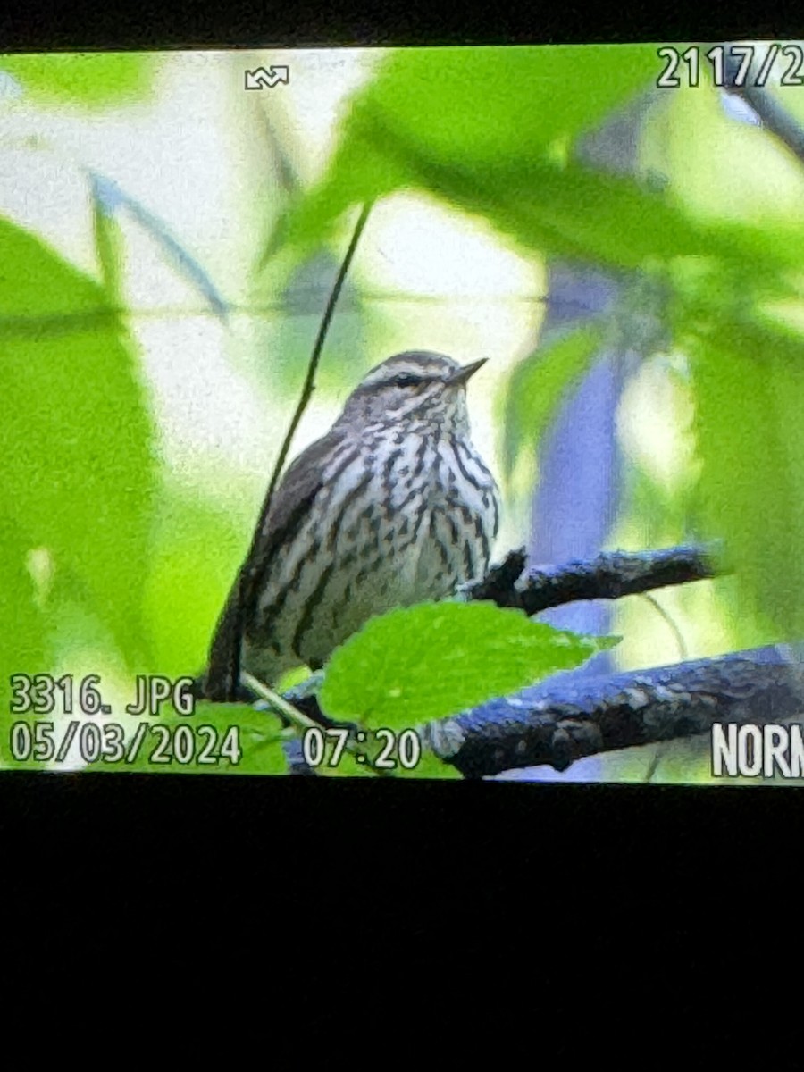 Northern Waterthrush - ML618417731