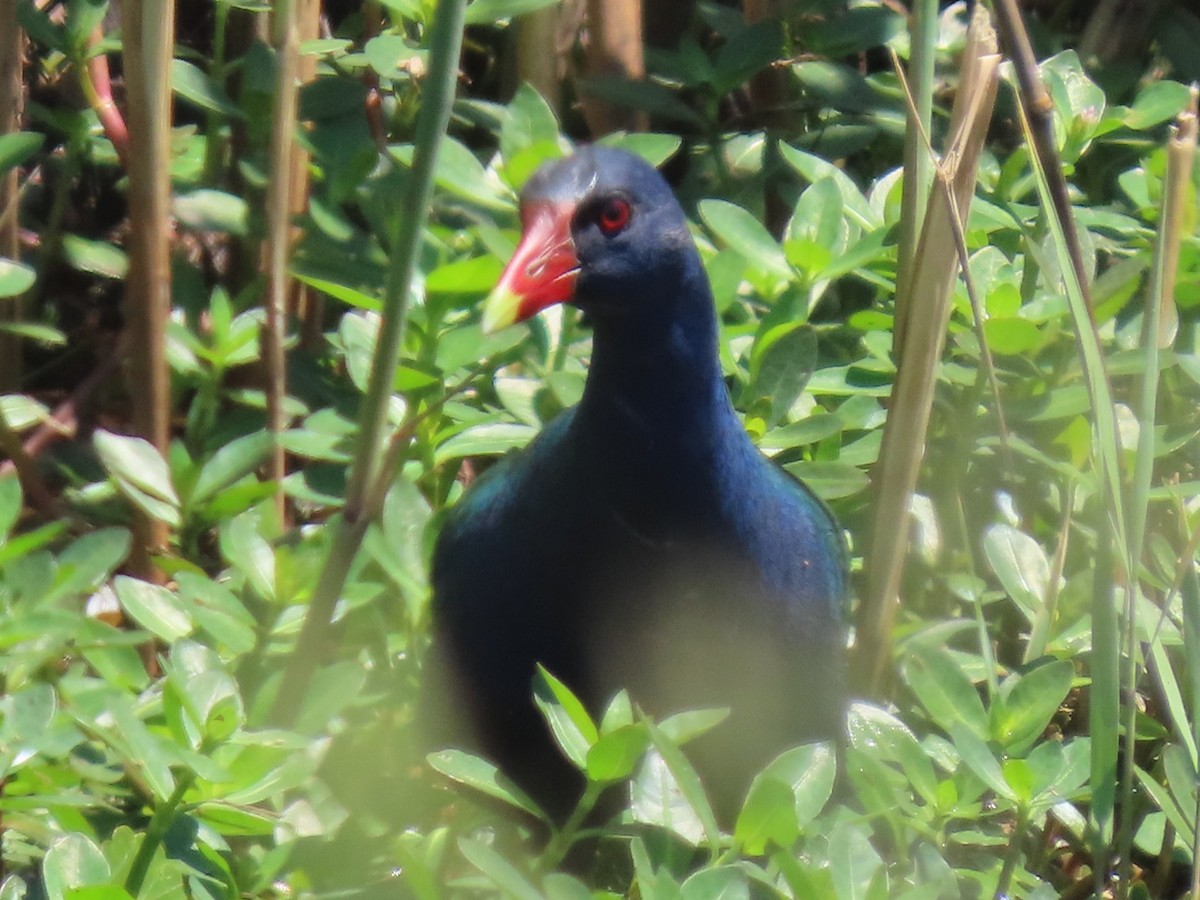 Purple Gallinule - ML618417735