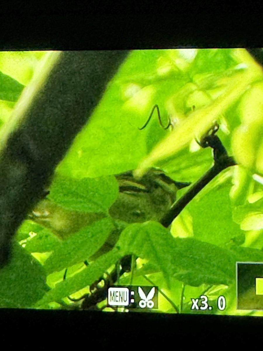 Golden-winged Warbler - Jacob Tsikoyak