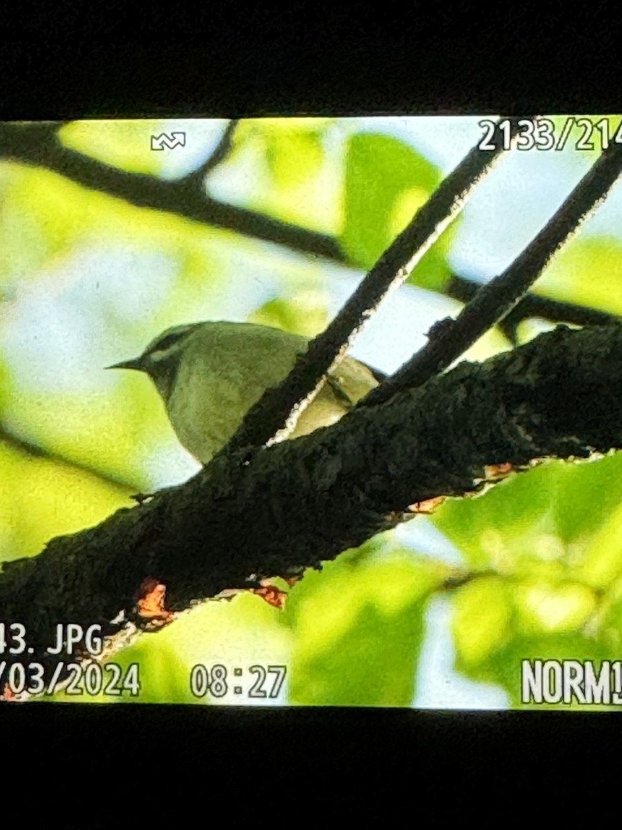 Golden-winged Warbler - ML618417737