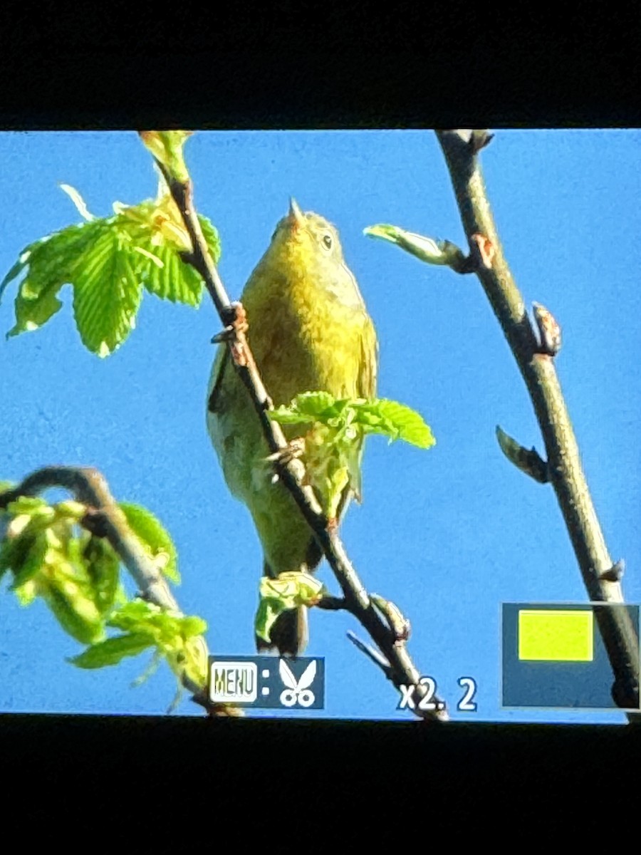 Nashville Warbler - ML618417741