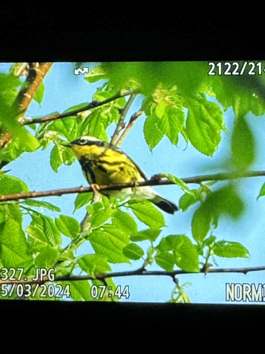 Magnolia Warbler - Jacob Tsikoyak