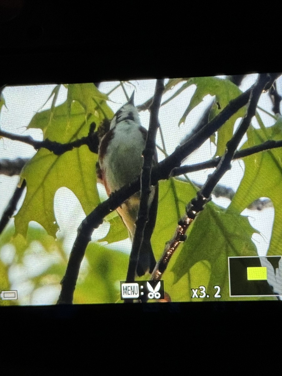 Chestnut-sided Warbler - ML618417749