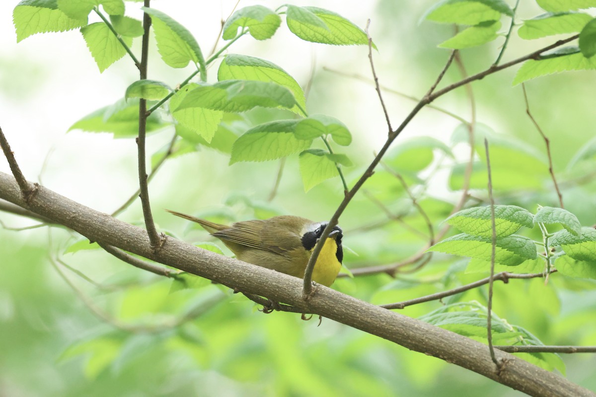 Common Yellowthroat - ML618417819