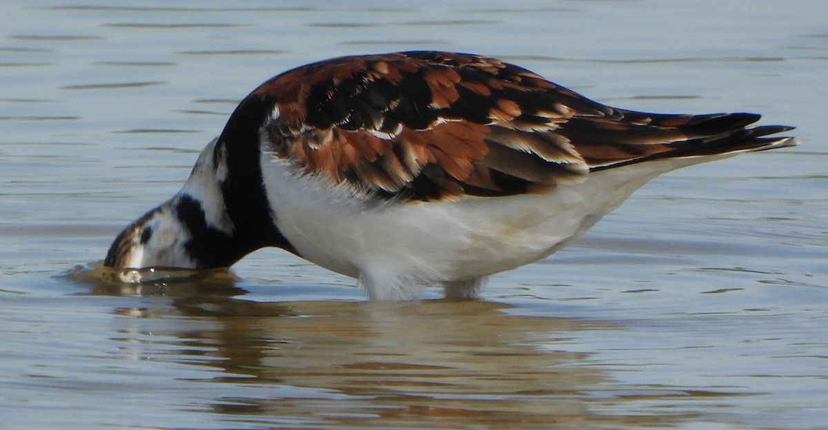 Ruddy Turnstone - Jiří Šafránek