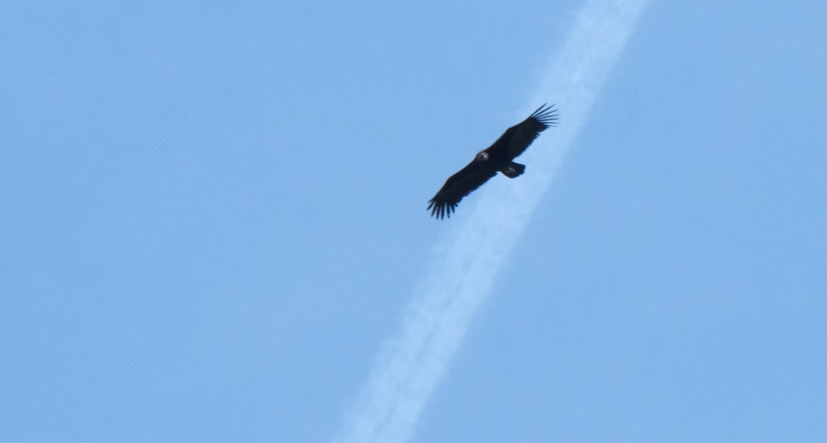 Cinereous Vulture - Gonzalo Bel Lallave