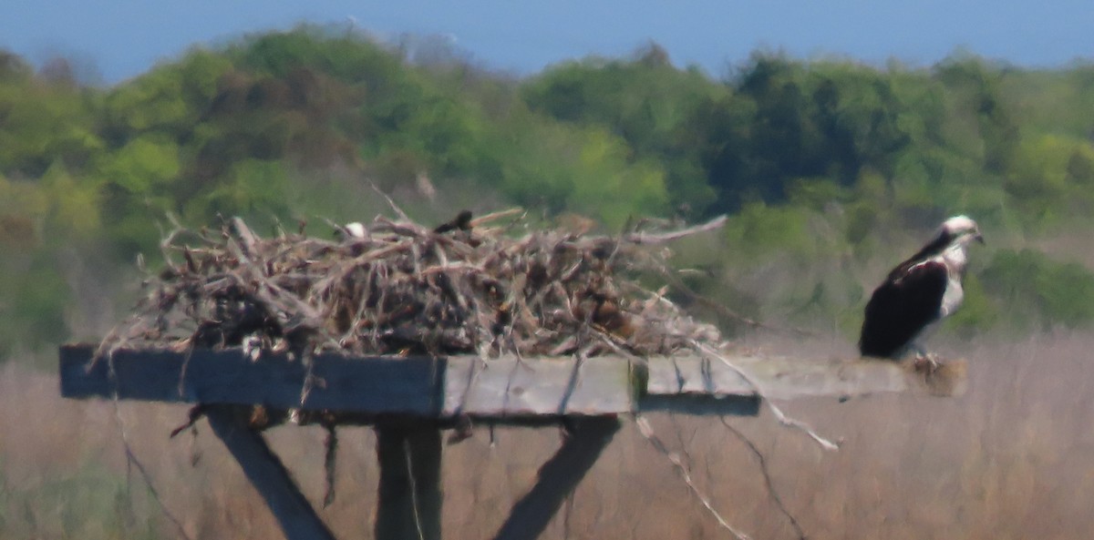 Osprey - Joan Mashburn