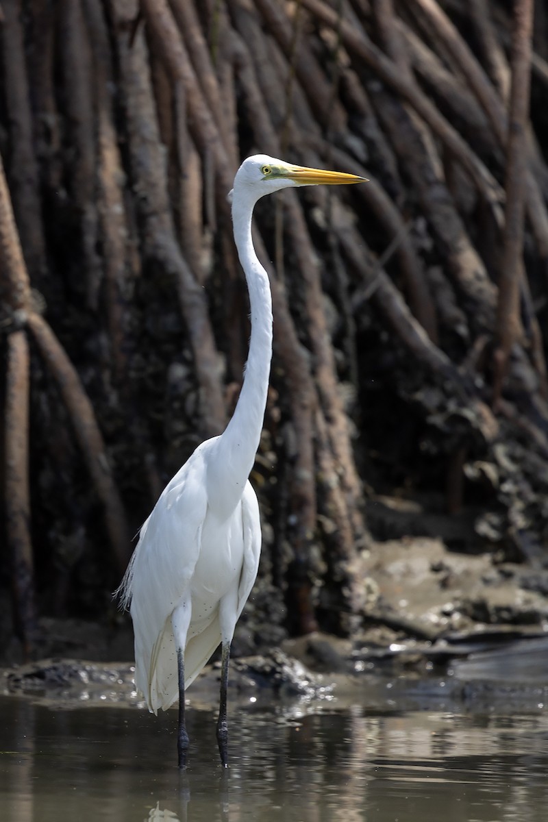 Great Egret - ML618417880