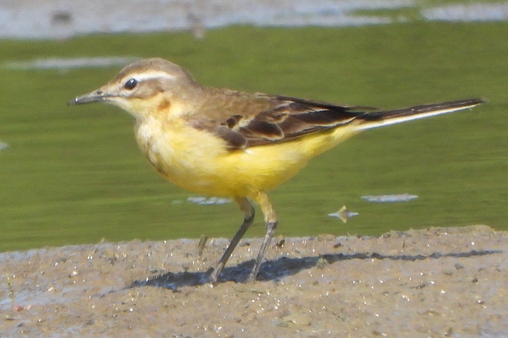 Western Yellow Wagtail - Jiří Šafránek