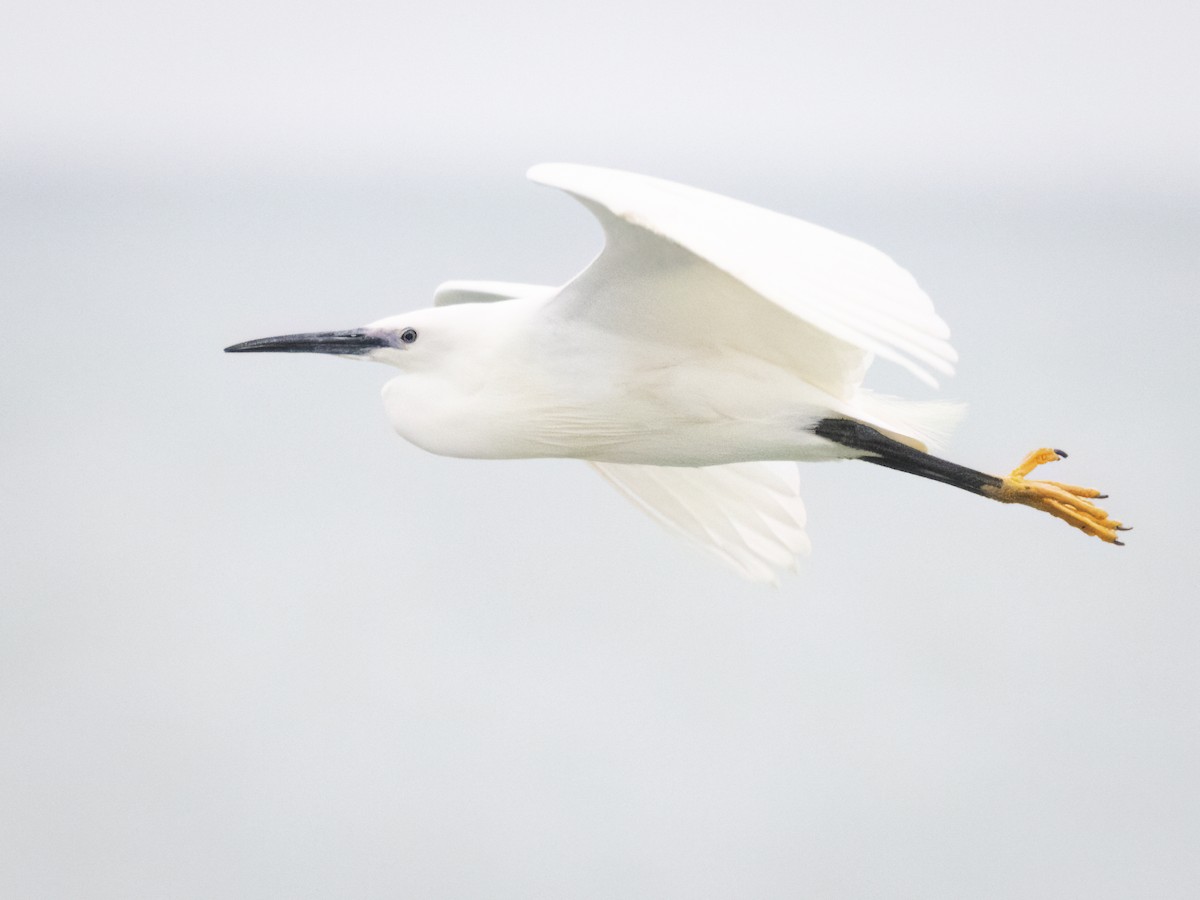 Little Egret - ML618417886