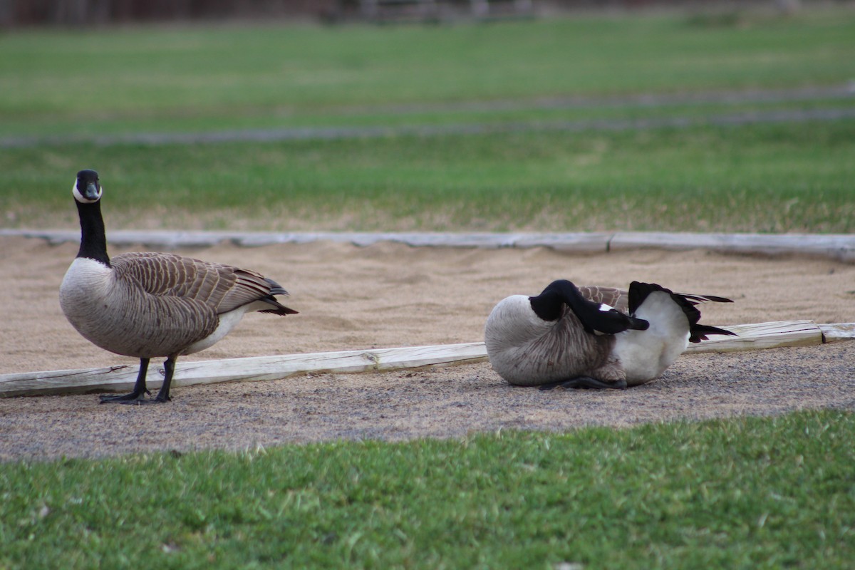 Canada Goose - ML618417950