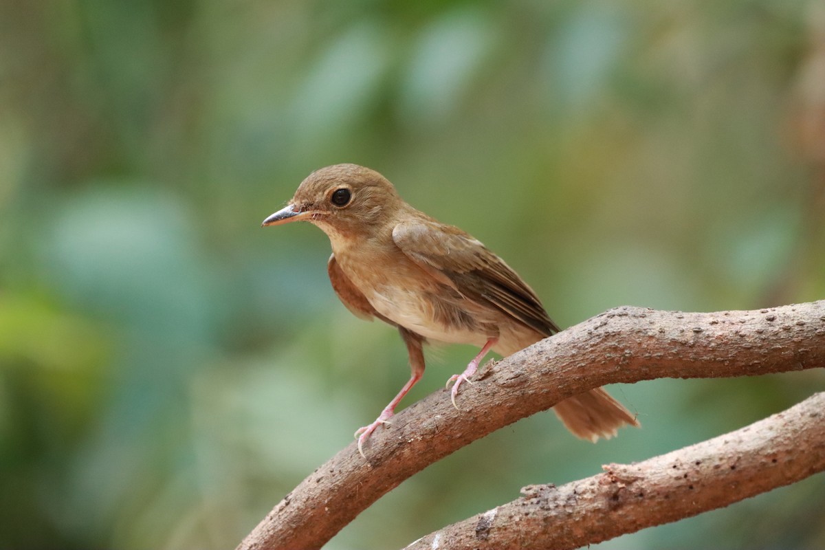 Brown-chested Jungle Flycatcher - ML618417952