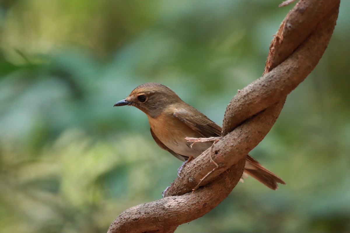 Brown-chested Jungle Flycatcher - ML618417953