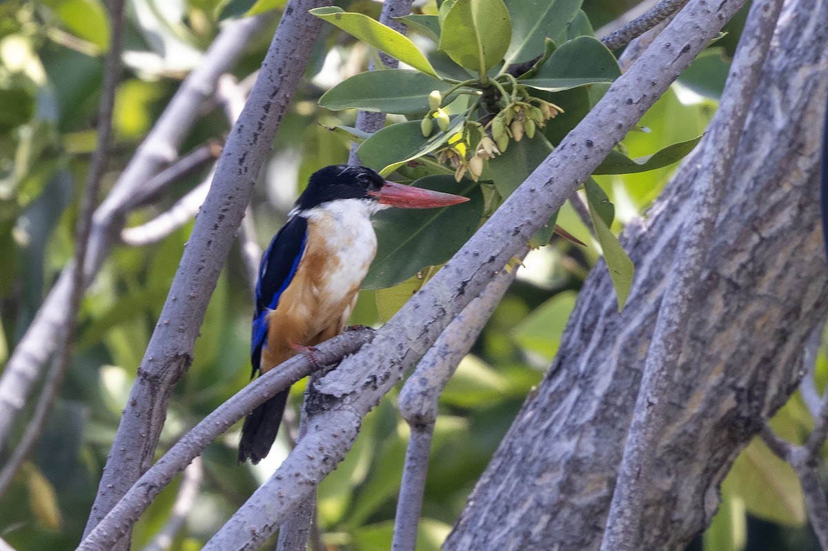 Black-capped Kingfisher - ML618418010