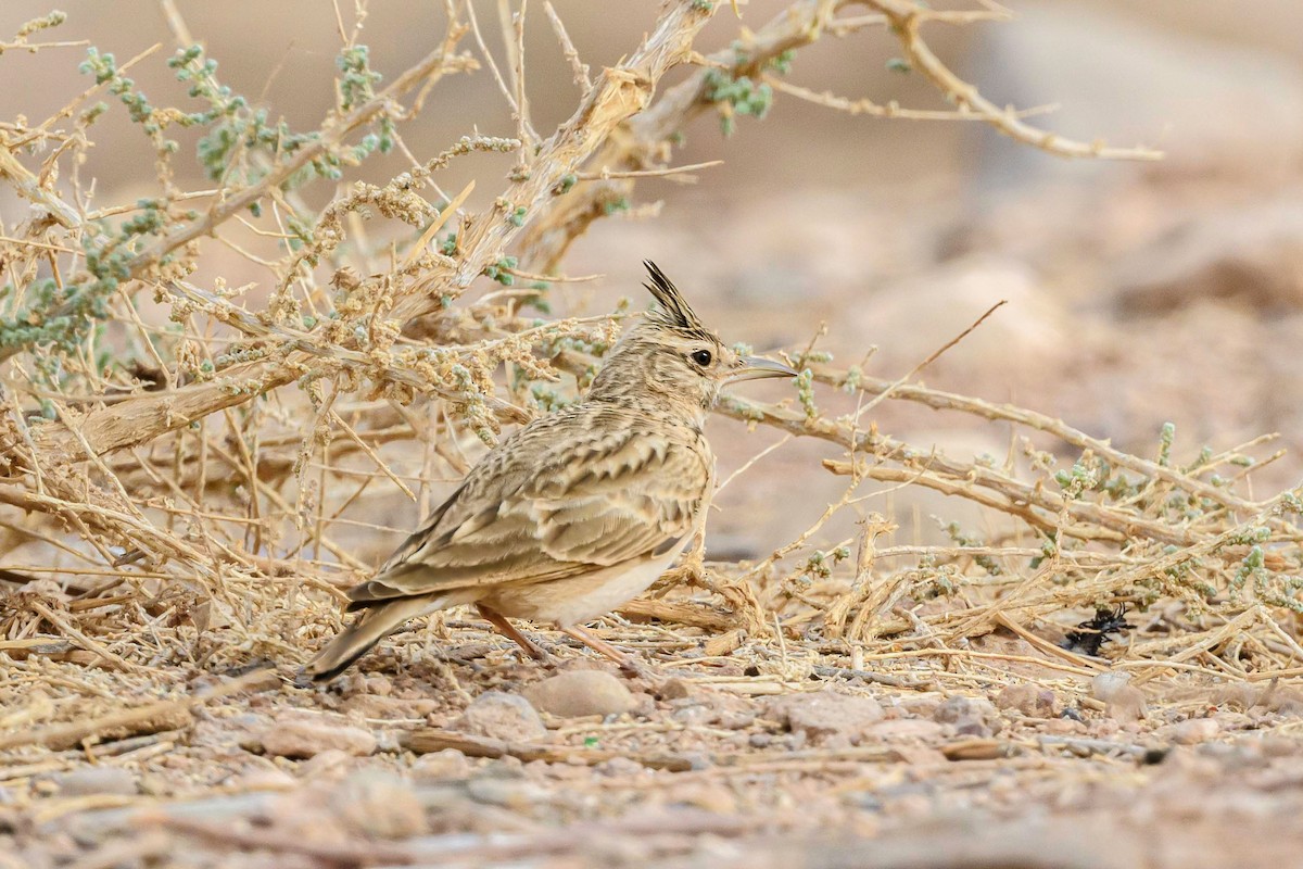 Crested Lark - ML618418039