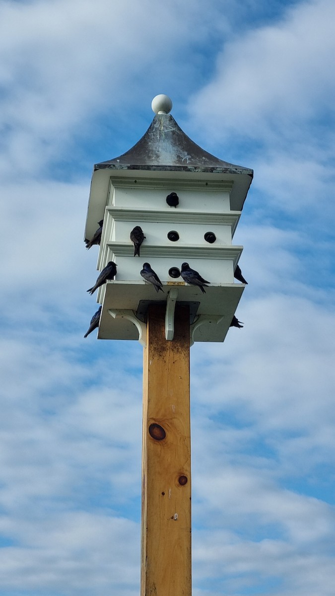 Purple Martin - ML618418055