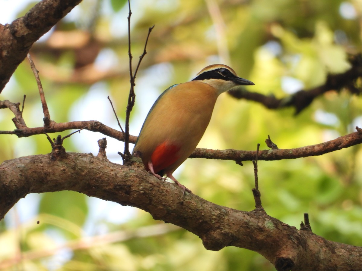 Indian Pitta - Samluram Nag