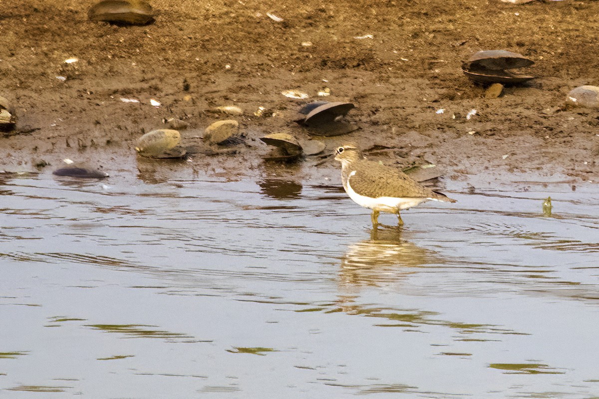 Common Sandpiper - Ravi Jesudas