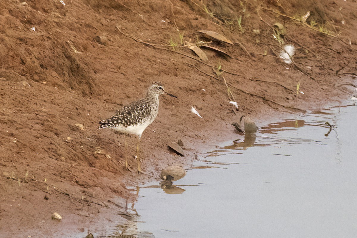 Wood Sandpiper - ML618418165