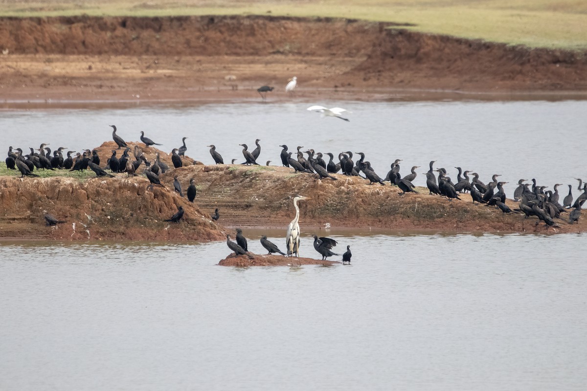 Cormorán de Java - ML618418191