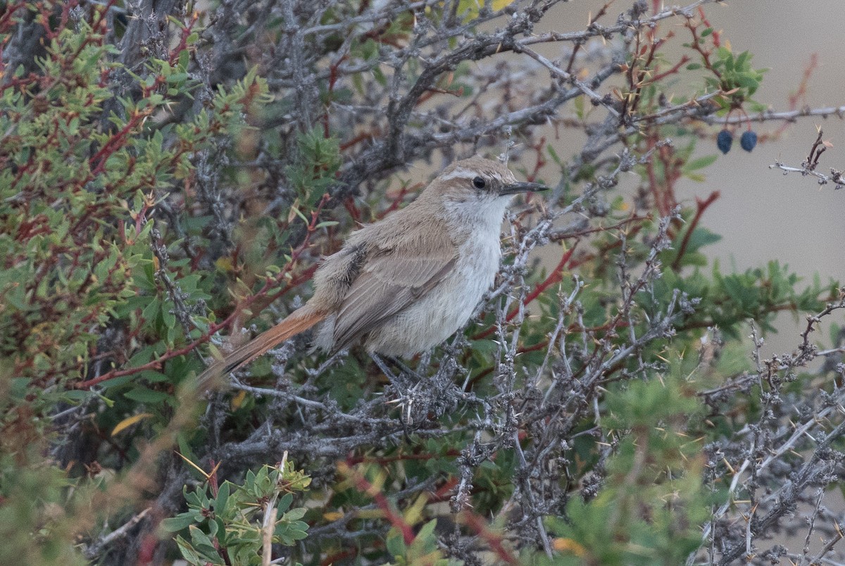 Bandurrita Patagona - ML618418198