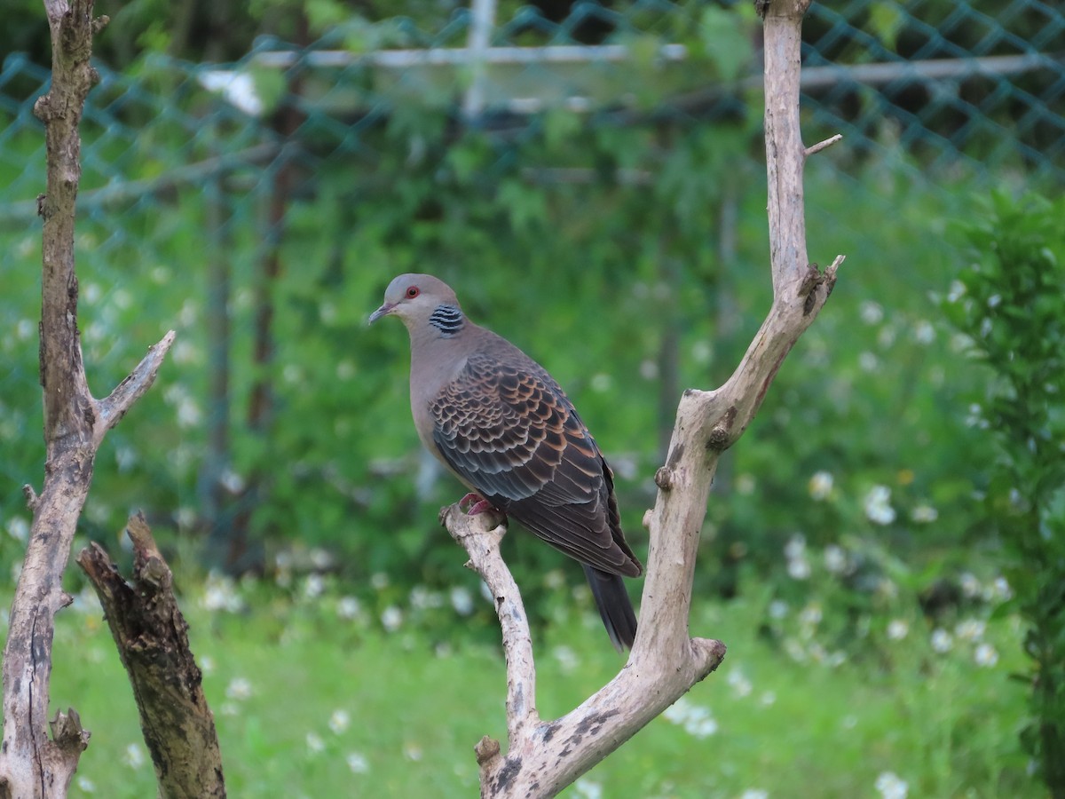 Oriental Turtle-Dove - 韋勳 陳