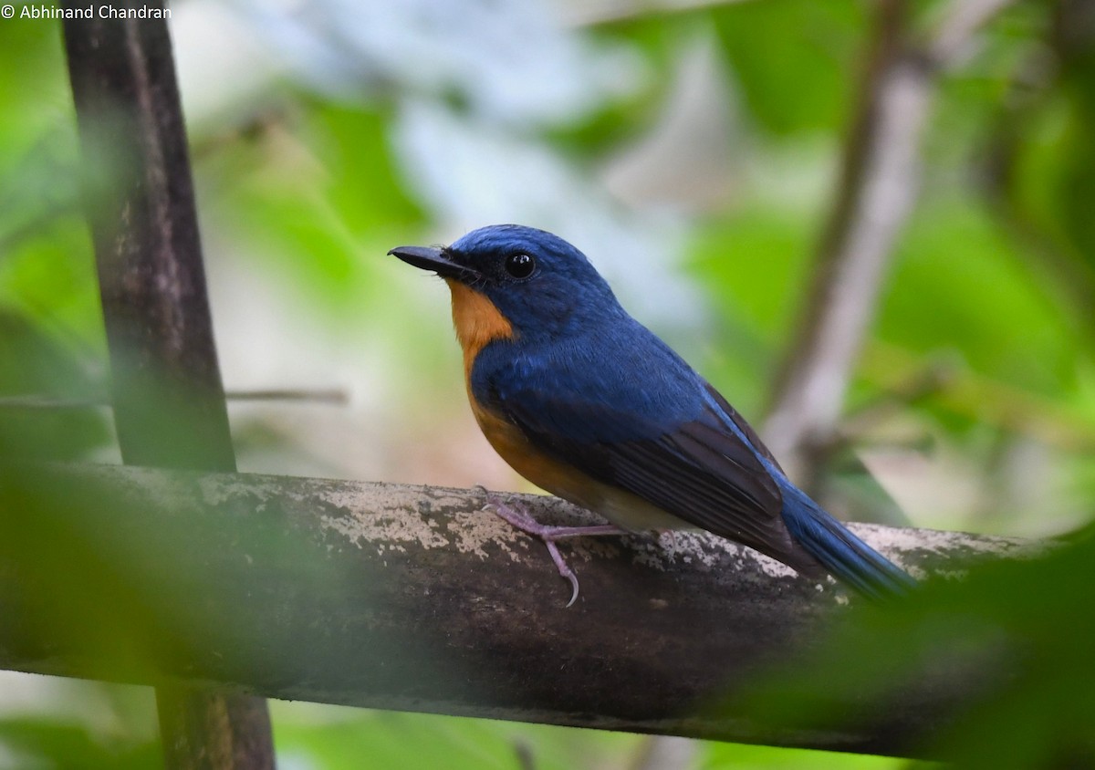 Large Blue Flycatcher - ML618418239