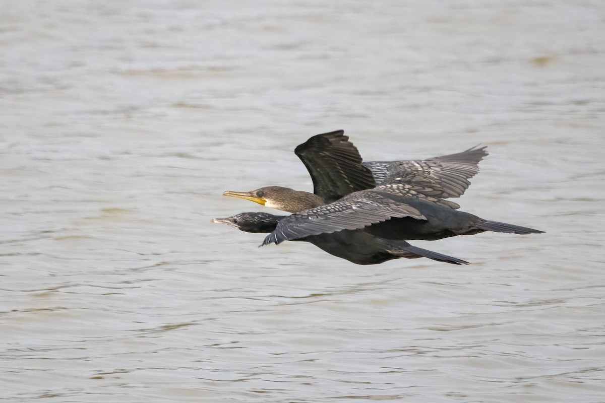 Great Cormorant - ML618418241