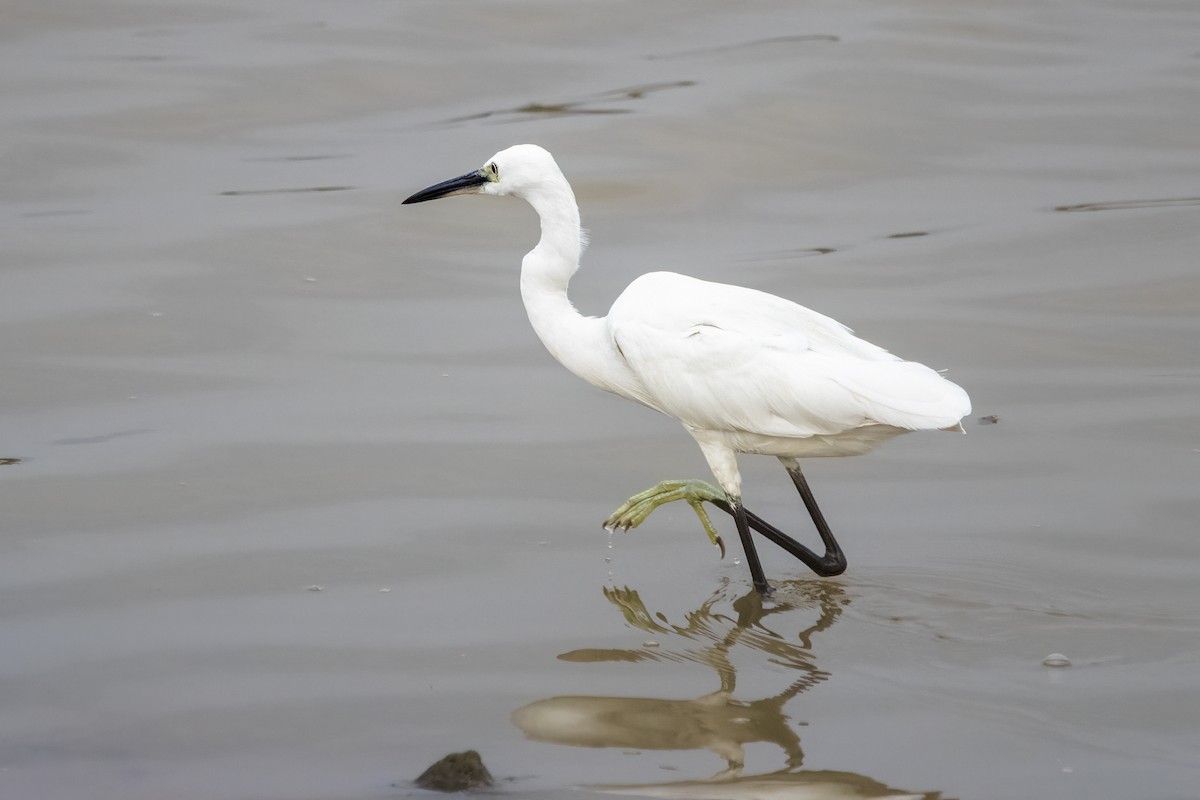 Little Egret - ML618418250