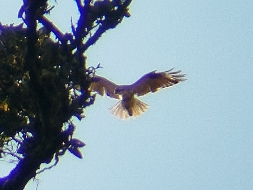 Eastern Buzzard - ML618418251