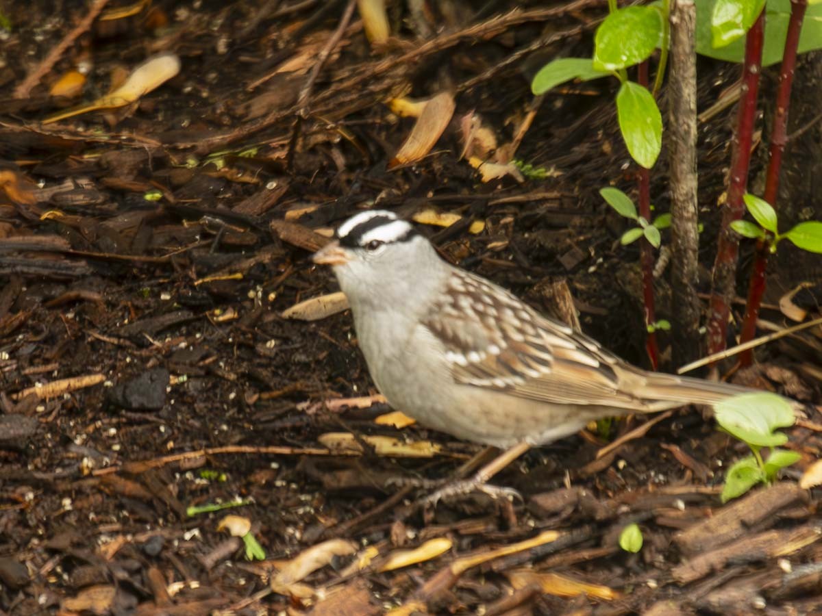 Bruant à couronne blanche - ML618418252