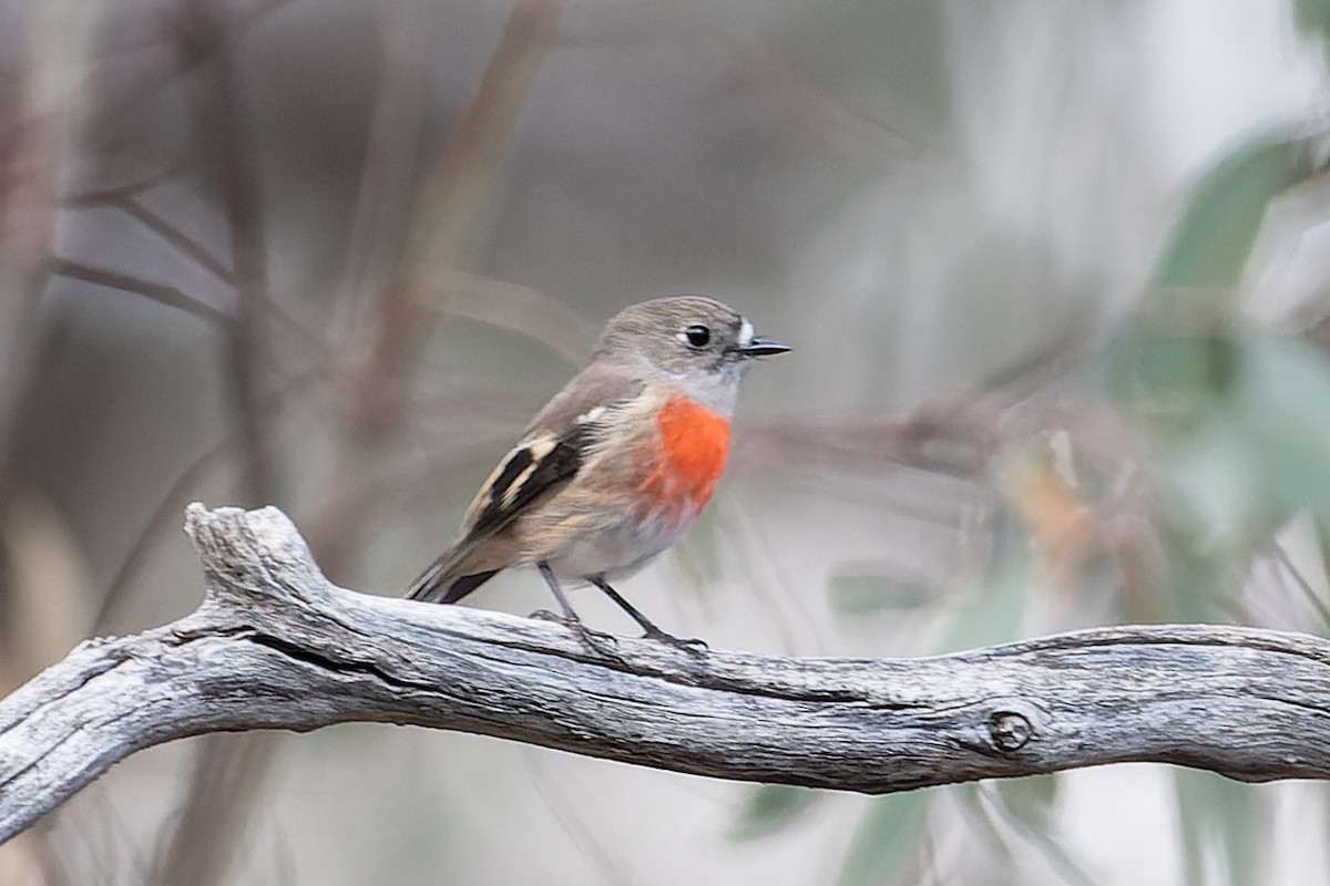 Scarlet Robin - ML618418253