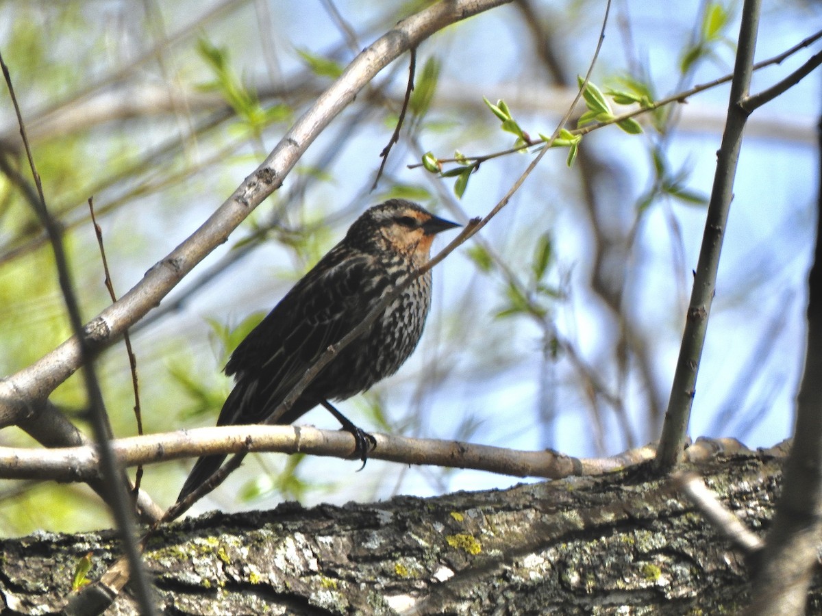 Red-winged Blackbird - Rejean Brouillard