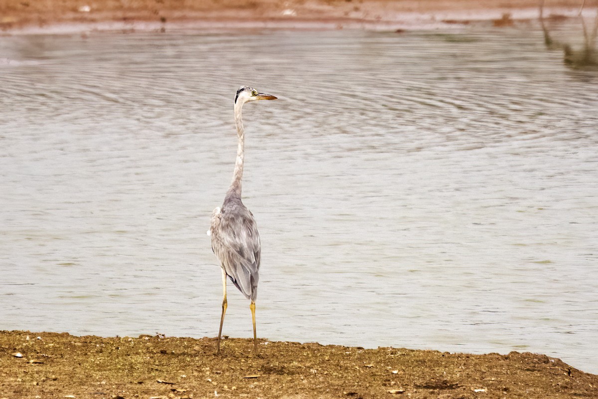 Gray Heron - Ravi Jesudas