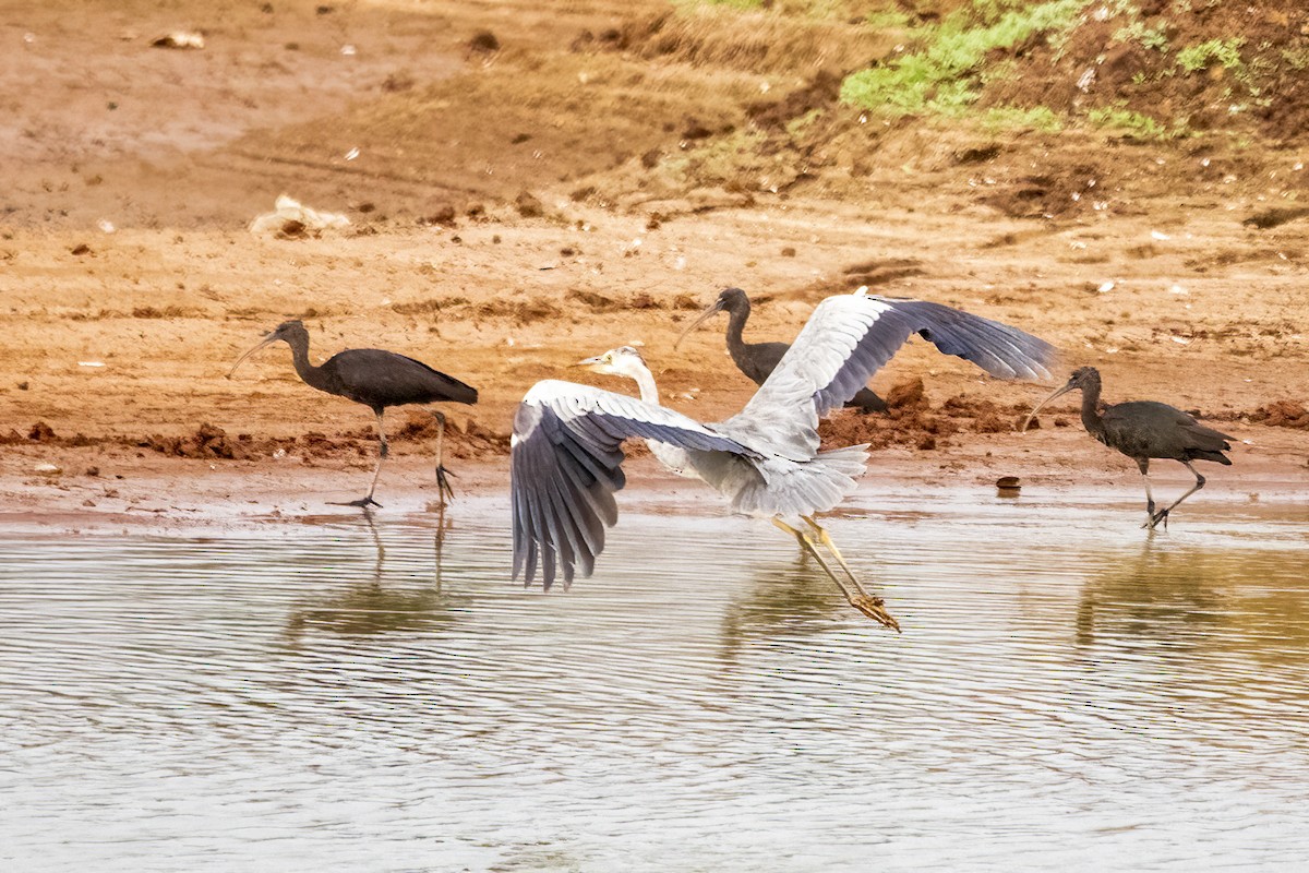 Gray Heron - ML618418265