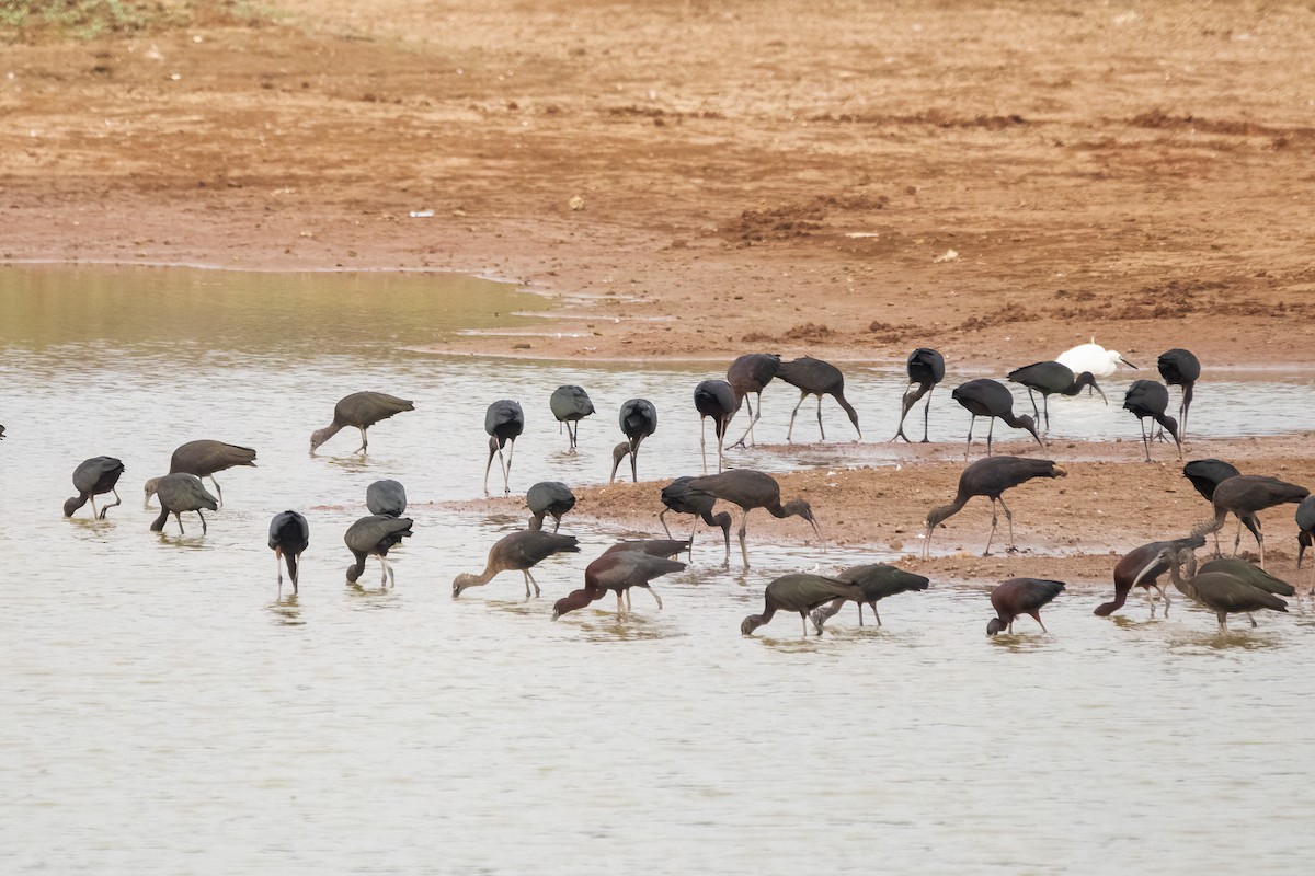 Glossy Ibis - ML618418269