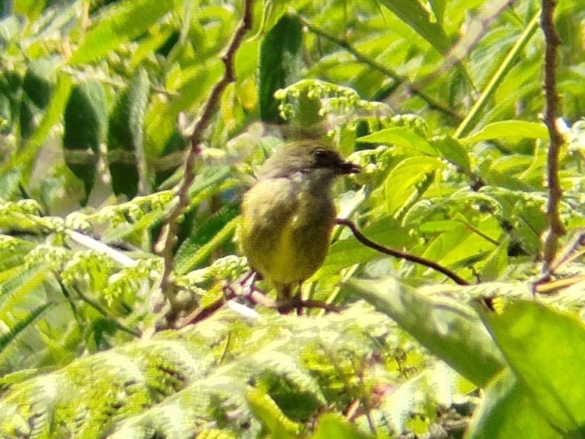 Yellow-crowned Flowerpecker - ML618418297