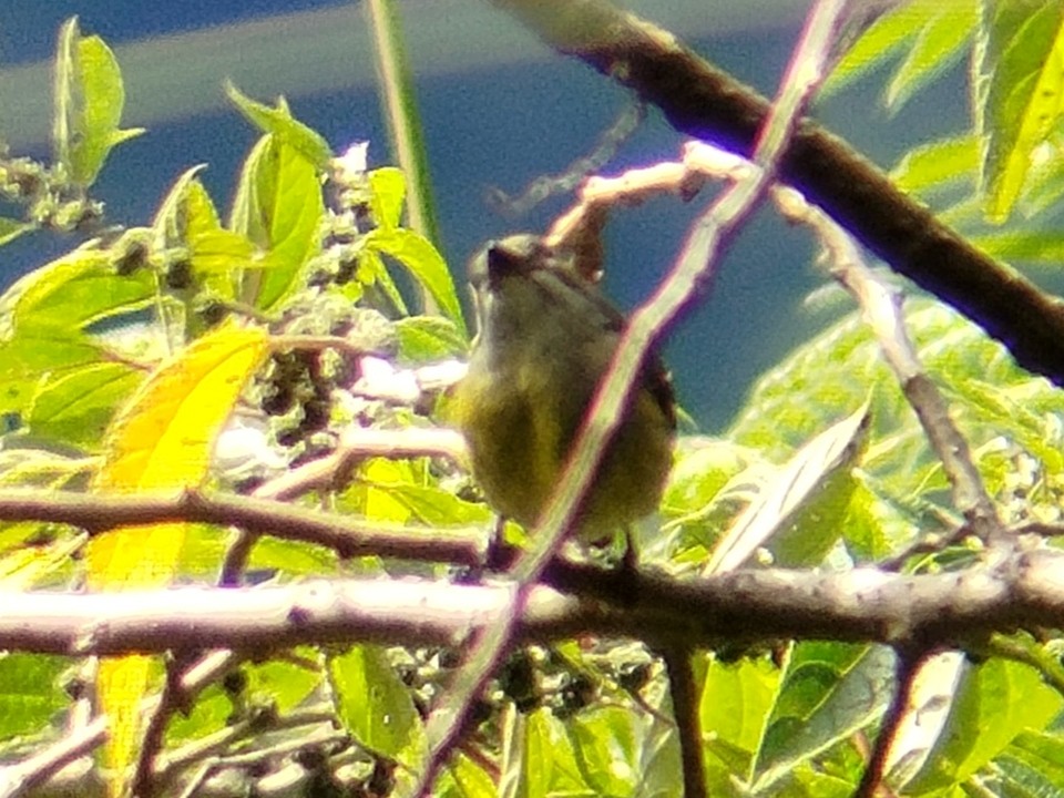 Yellow-crowned Flowerpecker - ML618418300