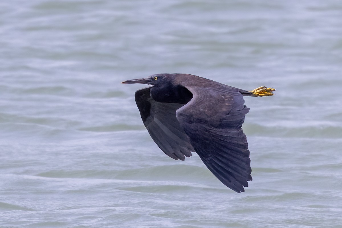 Pacific Reef-Heron - Niall D Perrins