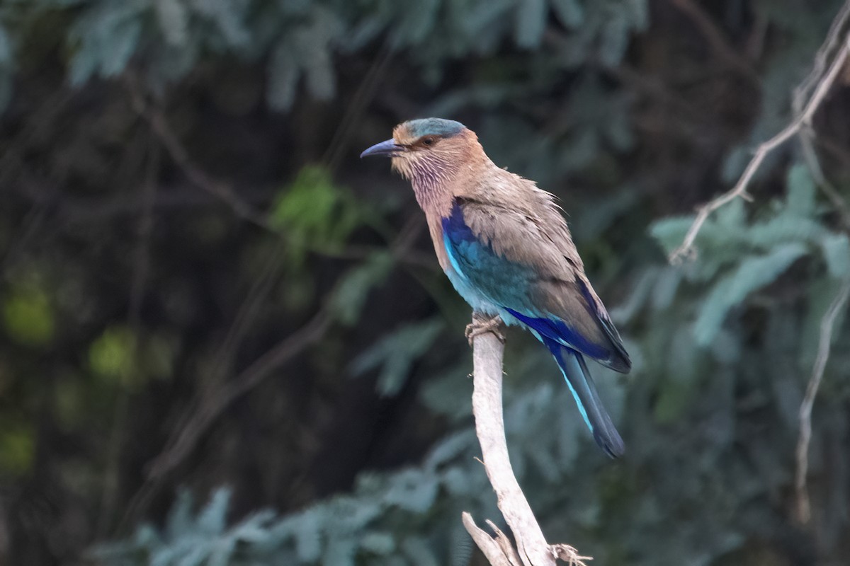 Indian Roller - ML618418316