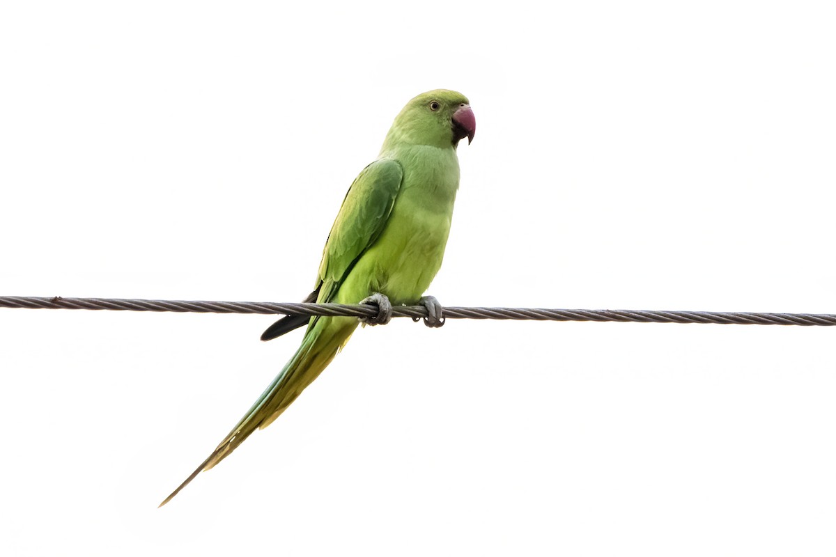 Yeşil Papağan - ML618418334