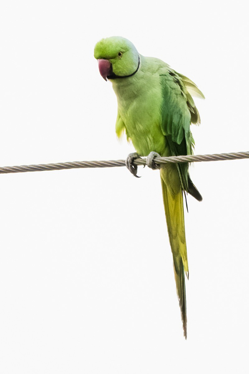 Rose-ringed Parakeet - ML618418335